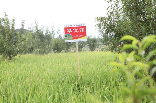 長順果園里種旱稻 探索產業發展新“稻”路與種植技術開發