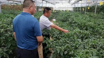 湖南步步高集團與金井鎮(zhèn)共商有機農(nóng)產(chǎn)品基地掛牌與技術(shù)開發(fā)合作