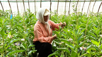張掖市人民政府推動種植技術(shù)開發(fā)，助力農(nóng)業(yè)現(xiàn)代化