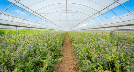 鑫榮懋果業(yè)科技集團(tuán) 以科技創(chuàng)新引領(lǐng)種植技術(shù)開發(fā)，鑄就高品質(zhì)水果產(chǎn)業(yè)標(biāo)桿